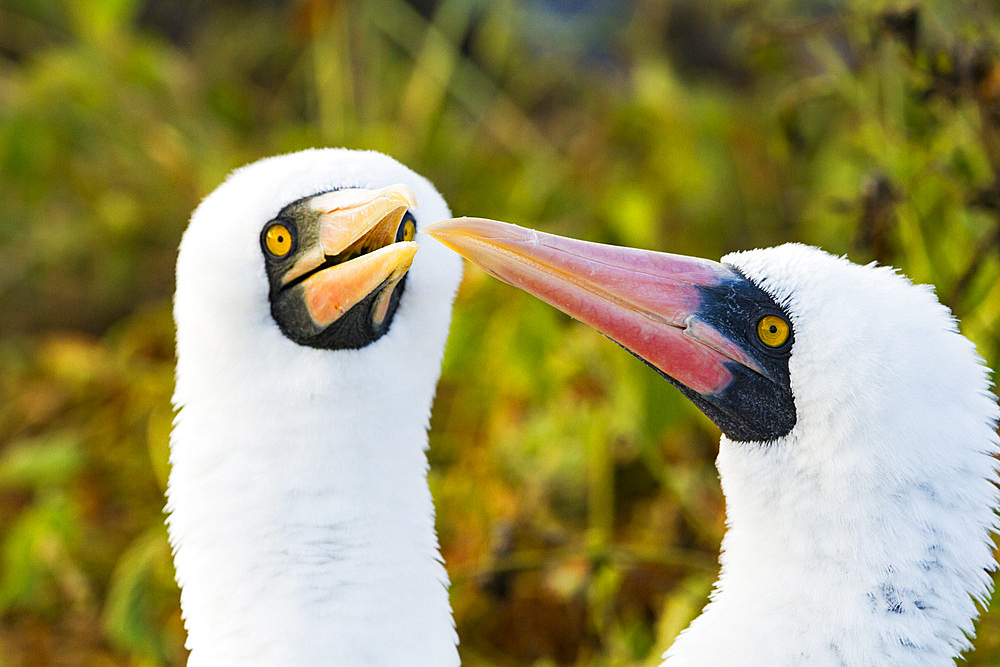 Adult Nazca booby (Sula grantii) pair in courtship in the Galapagos Island Archipelago, UNESCO World Heritage Site, Ecuador, South America