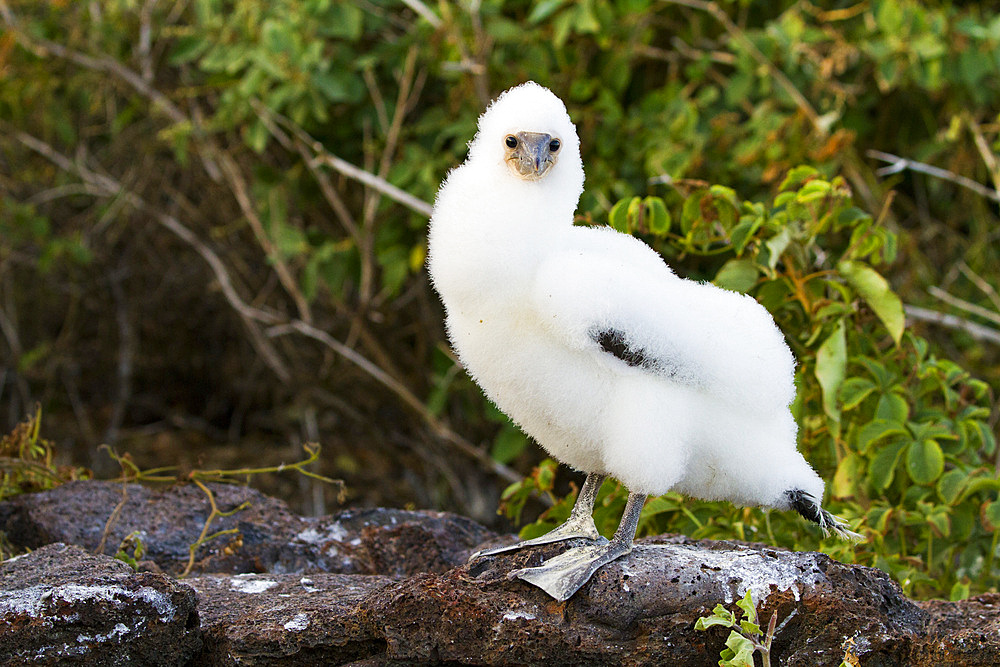 Nazca booby (Sula grantii) downy chick in the Galapagos Island Archipelago, UNESCO World Heritage Site, Ecuador, South America