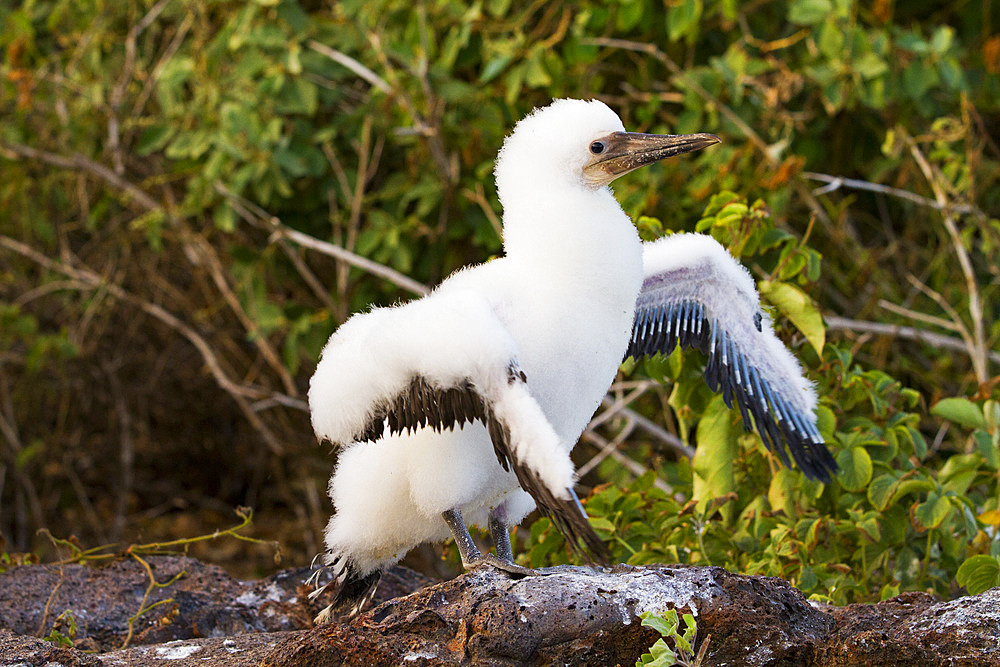 Nazca booby (Sula grantii) downy chick stretching its wings to gather strength for flight in the Galapagos Islands, UNESCO World Heritage Site, Ecuador, South America