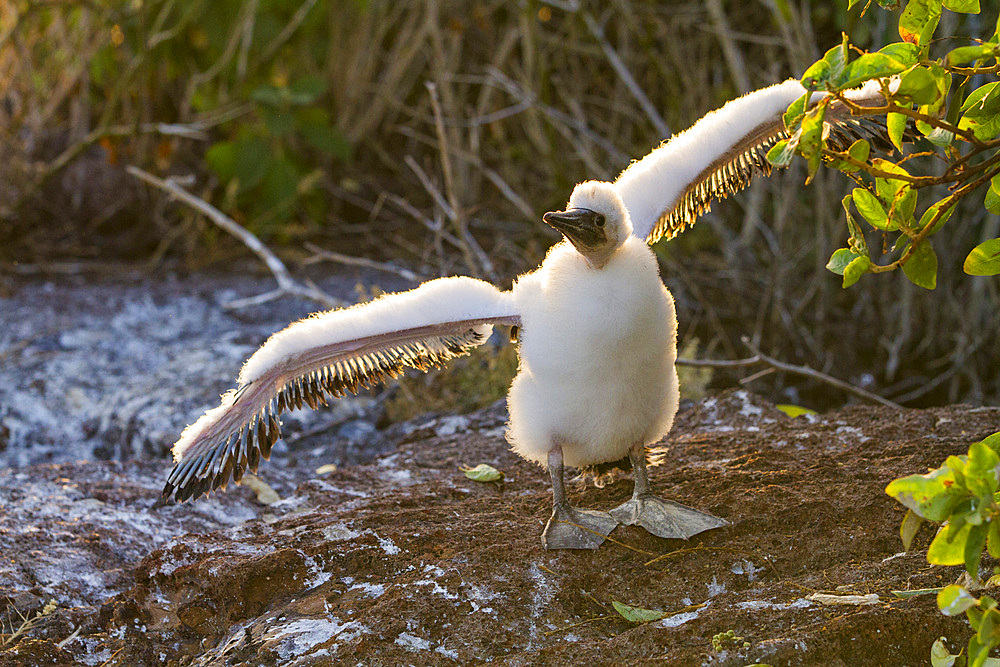 Nazca booby (Sula grantii) downy chick stretching its wings to gather strength for flight in the Galapagos Islands, UNESCO World Heritage Site, Ecuador, South America