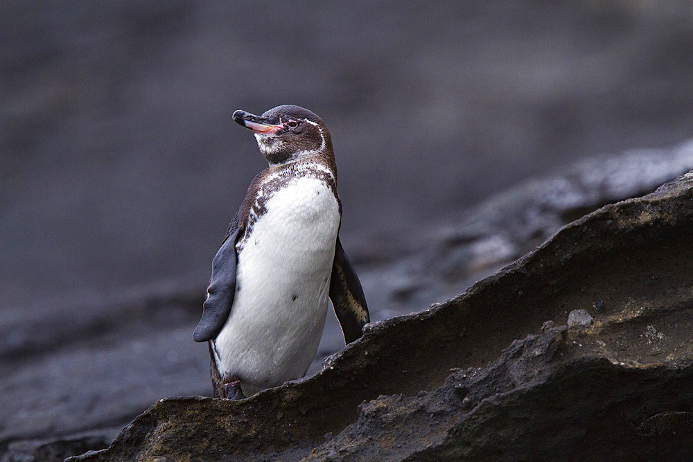 Galapagos penguin (Spheniscus mendiculus) hauled out on lava in the Galapagos Island Archipelago, UNESCO World Heritage Site, Ecuador, South America