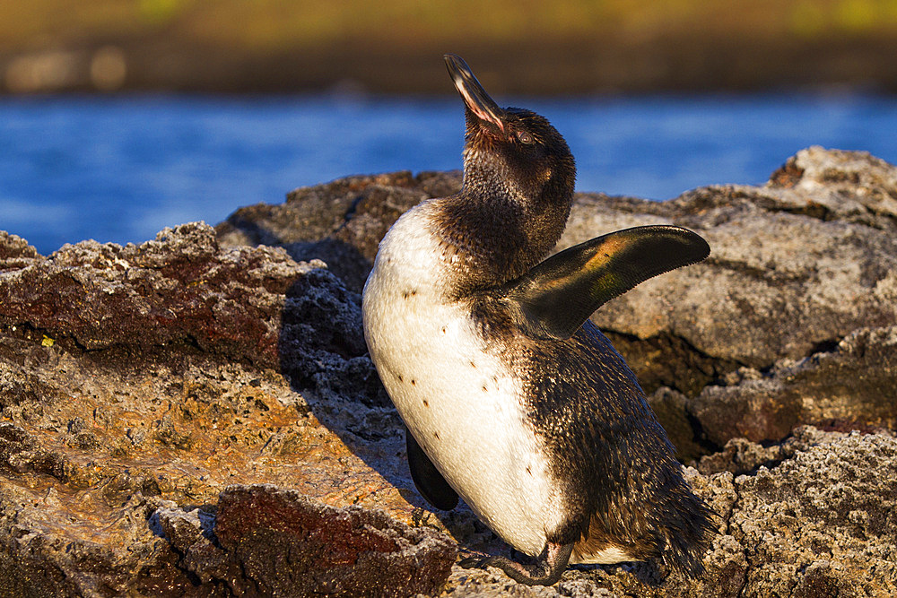 Galapagos penguin (Spheniscus mendiculus) hauled out on lava in the Galapagos Island Archipelago, UNESCO World Heritage Site, Ecuador, South America