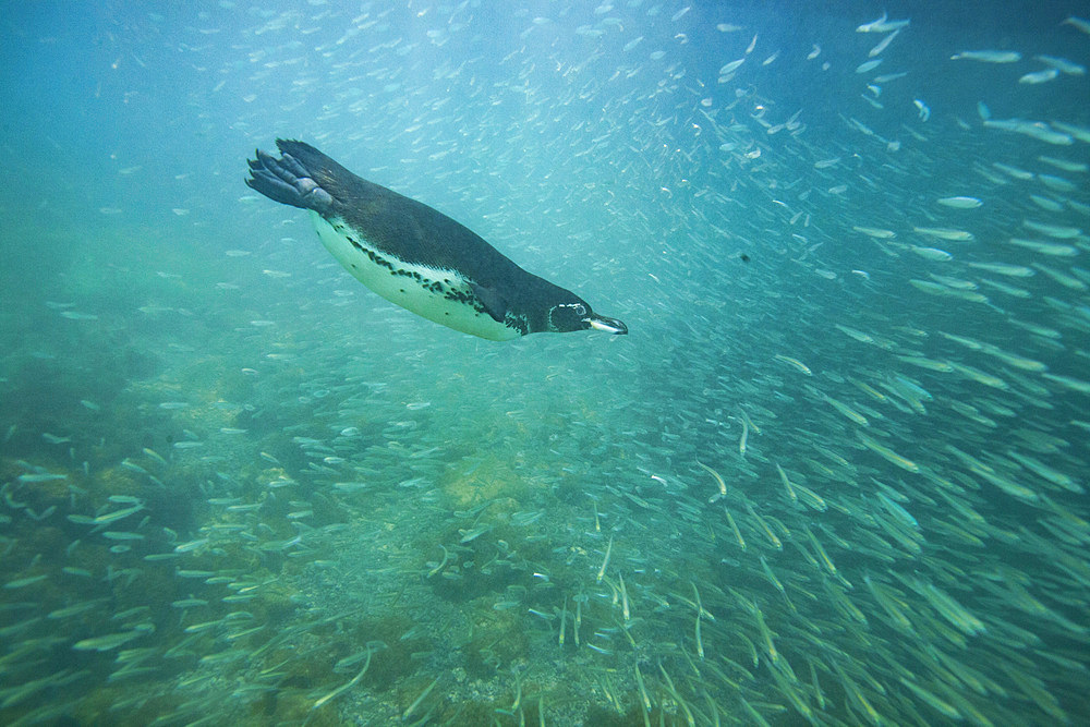 Galapagos penguin (Spheniscus mendiculus) feeding underwater on small baitfish in the Galapagos Islands, UNESCO World Heritage Site, Ecuador, South America