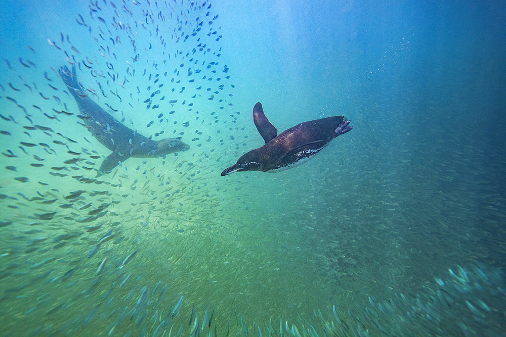 Galapagos penguin (Spheniscus mendiculus) feeding underwater on small baitfish in the Galapagos Islands, Ecuador.