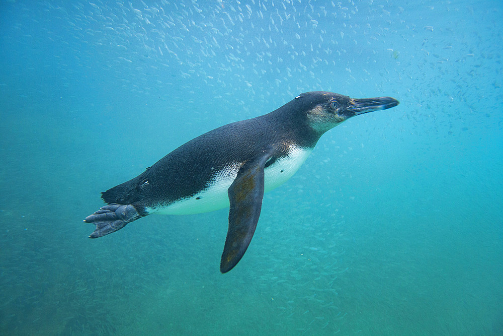 Galapagos penguin (Spheniscus mendiculus) feeding underwater on small baitfish in the Galapagos Islands, Ecuador.