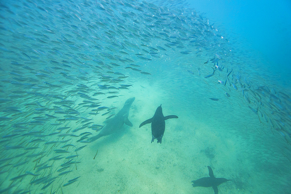 Galapagos penguin (Spheniscus mendiculus) feeding underwater on small baitfish in the Galapagos Islands, Ecuador.