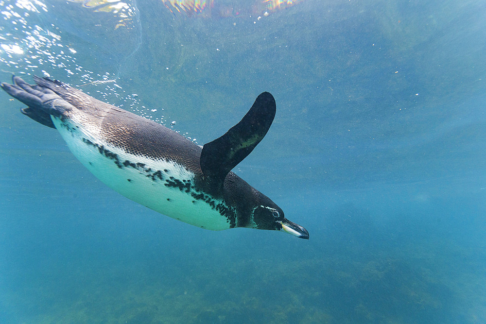 Galapagos penguin (Spheniscus mendiculus) feeding underwater on small baitfish in the Galapagos Islands, UNESCO World Heritage Site, Ecuador, South America