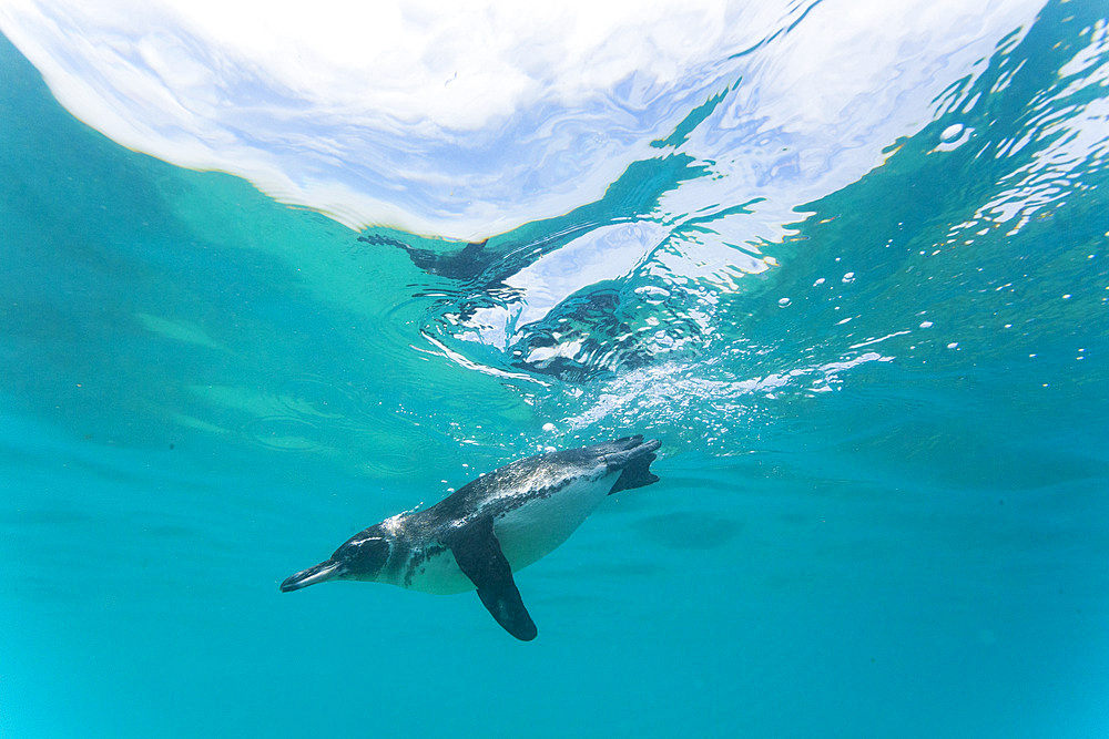 Galapagos penguin (Spheniscus mendiculus) feeding underwater on small baitfish in the Galapagos Islands, UNESCO World Heritage Site, Ecuador, South America