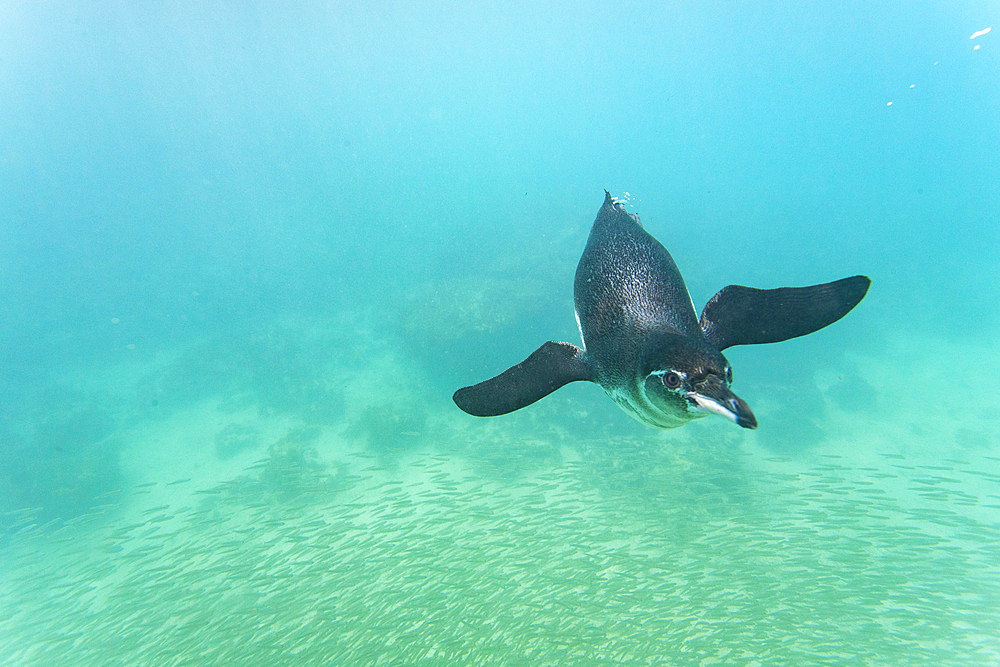 Galapagos penguin (Spheniscus mendiculus) feeding underwater on small baitfish in the Galapagos Islands, Ecuador.