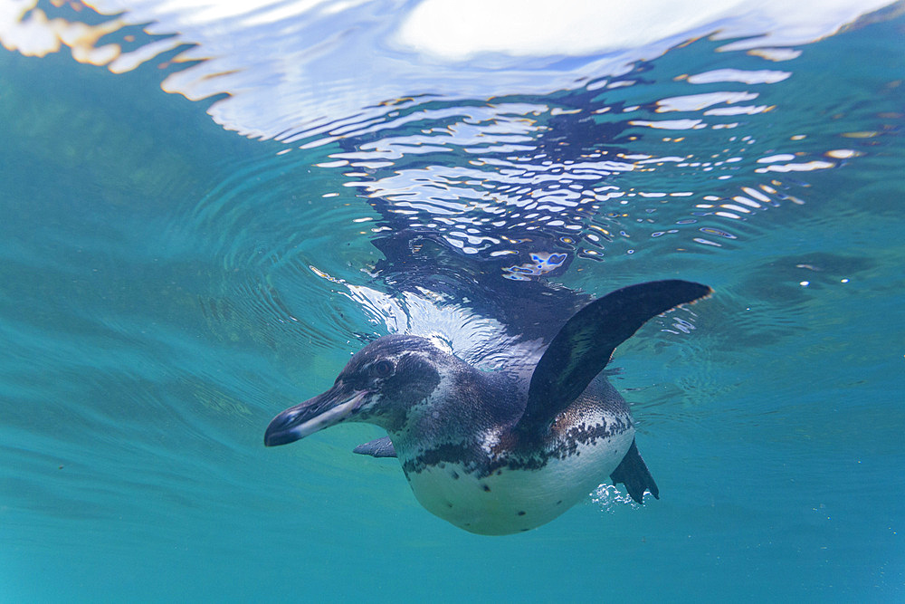 Galapagos penguin (Spheniscus mendiculus) feeding underwater on small baitfish in the Galapagos Islands, UNESCO World Heritage Site, Ecuador, South America