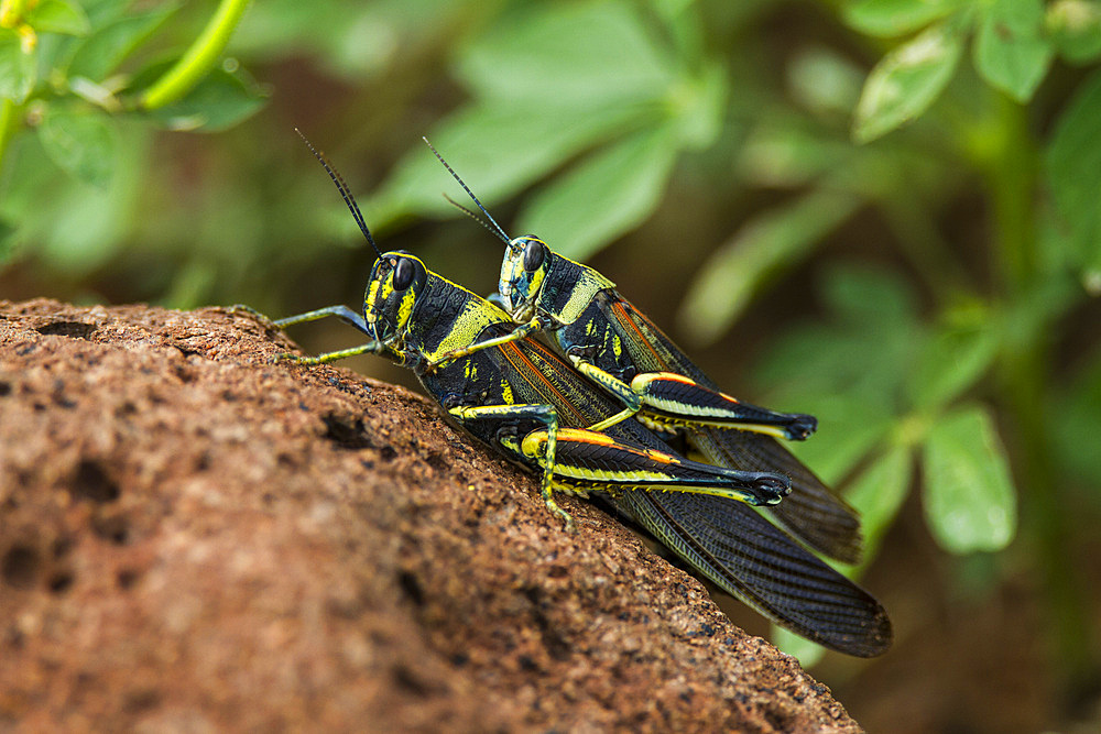 Painted Locust (Schistocerca melanocera) mating in the Galapagos Island Archipelago, Ecuador.