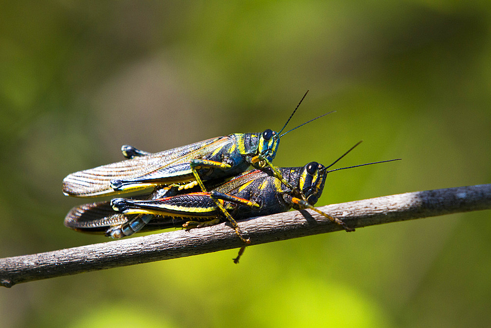 Painted Locust (Schistocerca melanocera) mating in the Galapagos Island Archipelago, UNESCO World Heritage Site, Ecuador, South America