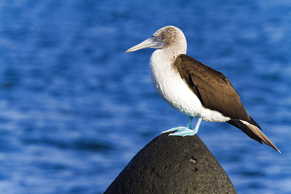 Adult blue-footed booby (Sula nebouxii) in the Galapagos Island Archipelago, Ecuador.