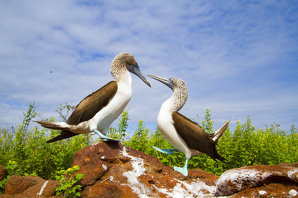 Blue-footed booby (Sula nebouxii) courtship behavior in the Galapagos Island Archipelago, UNESCO World Heritage Site, Ecuador, South America