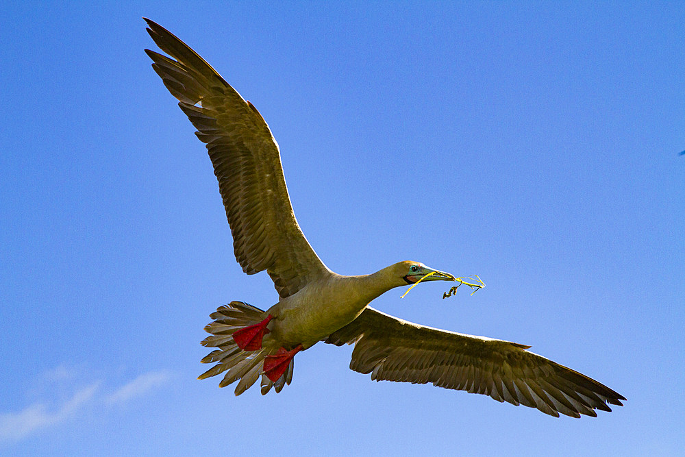 Adult red-footed booby (Sula sula) returning to the nest site with nest building material in the Galapagos Islands, Ecuador.