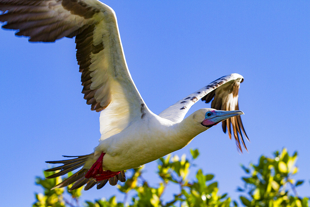 Adult red-footed booby (Sula sula) in flight in the Galapagos Island Archipelago, UNESCO World Heritage Site, Ecuador, South America