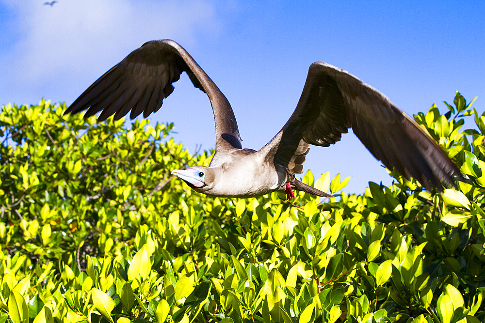 Adult red-footed booby (Sula sula) returning to the nest site in the Galapagos Islands, UNESCO World Heritage Site, Ecuador, South America