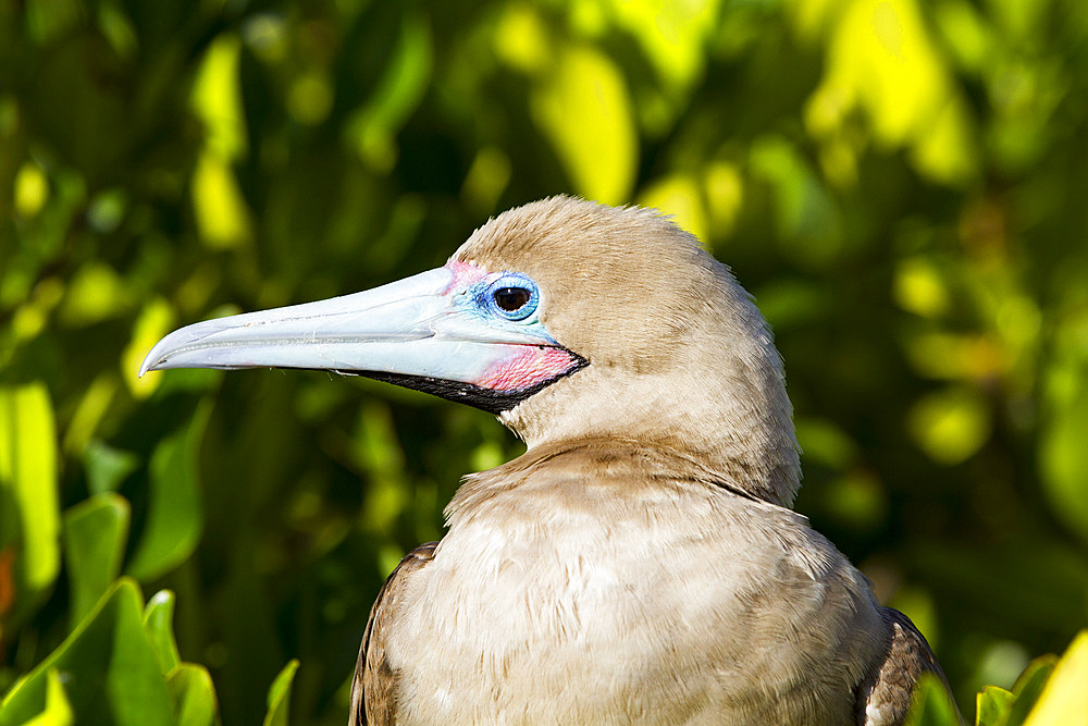 Adult red-footed booby (Sula sula) in the Galapagos Island Archipelago, UNESCO World Heritage Site, Ecuador, South America