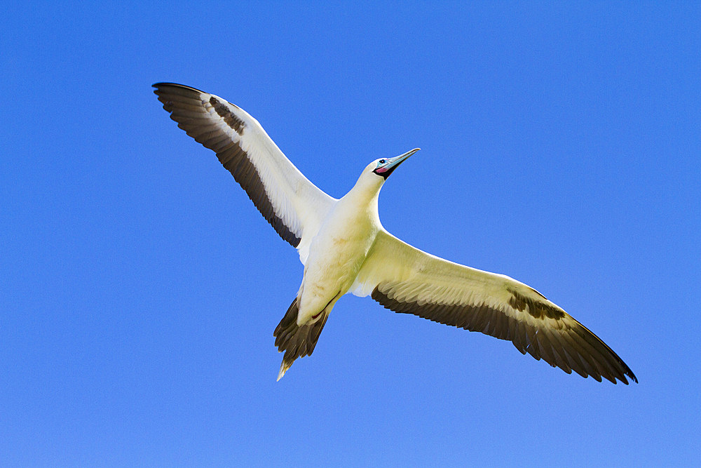 Adult red-footed booby (Sula sula) in flight in the Galapagos Island Archipelago, UNESCO World Heritage Site, Ecuador, South America