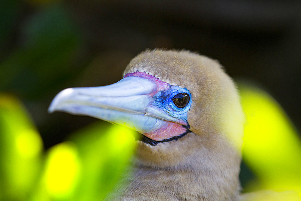 Adult red-footed booby (Sula sula) head detail in the Galapagos Island Archipelago, Ecuador.