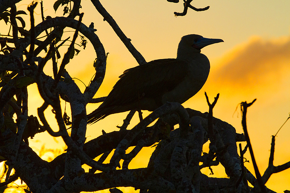 Adult red-footed booby (Sula sula) at sunset in the Galapagos Island Archipelago, UNESCO World Heritage Site, Ecuador, South America