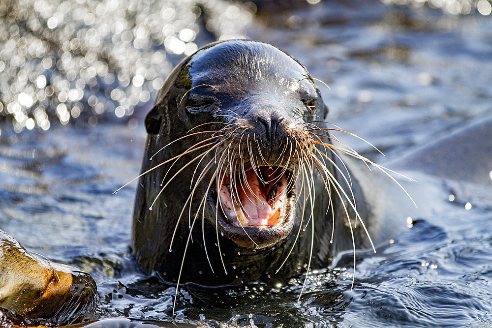 Adult bull Galapagos sea lion (Zalophus wollebaeki) posturing on Fernandina Island in the Galapagos Islands, UNESCO World Heritage Site, Ecuador, South America