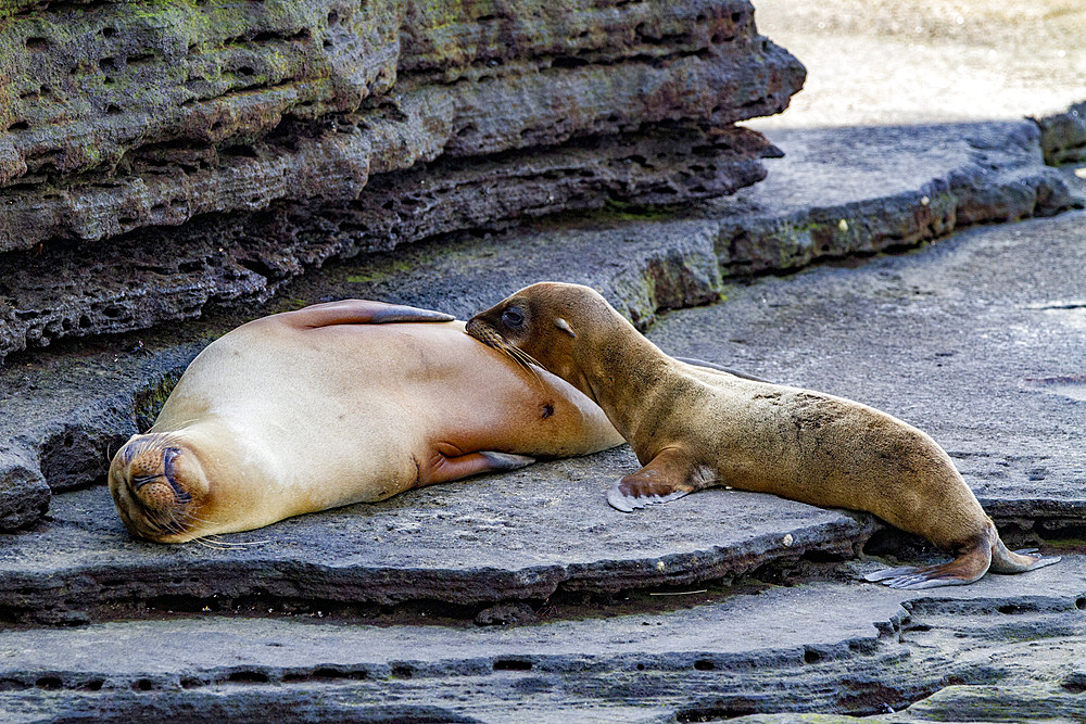 Galapagos sea lion mother nursing pup (Zalophus wollebaeki) in the Galapagos Island Archipelago, Ecuador.