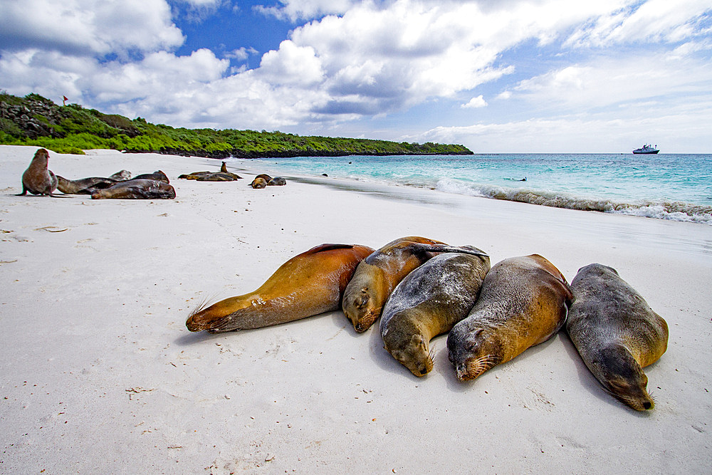 Galapagos sea lions (Zalophus wollebaeki) hauled out on Gardner Beach, Espanola Island in the Galapagos Islands, Ecuador.