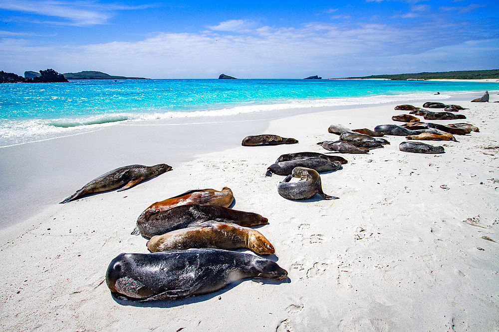 Galapagos sea lions (Zalophus wollebaeki) hauled out on Gardner Beach, Espanola Island in the Galapagos Islands, Ecuador.