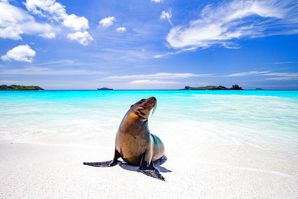 Galapagos sea lion pup (Zalophus wollebaeki) on Gardner Beach, Espanola Island in the Galapagos Islands, UNESCO World Heritage Site, Ecuador, South America