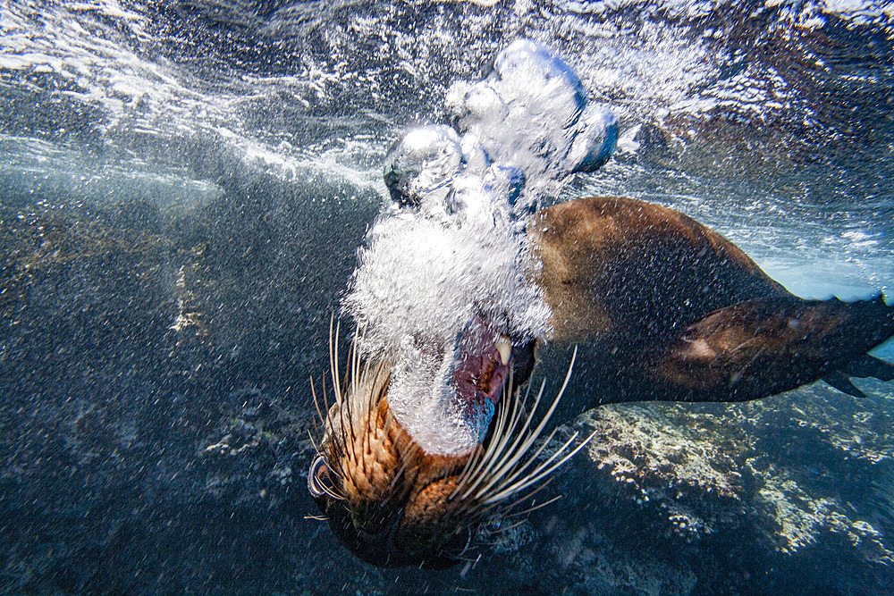 Adult Galapagos sea lion (Zalophus wollebaeki) underwater in the Galapagos Island Archipelago, UNESCO World Heritage Site, Ecuador, South America