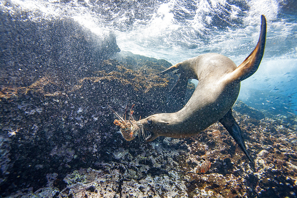 Galapagos sea lion pup (Zalophus wollebaeki) underwater playing with a lobster molt in the Galapagos Islands, UNESCO World Heritage Site, Ecuador, South America