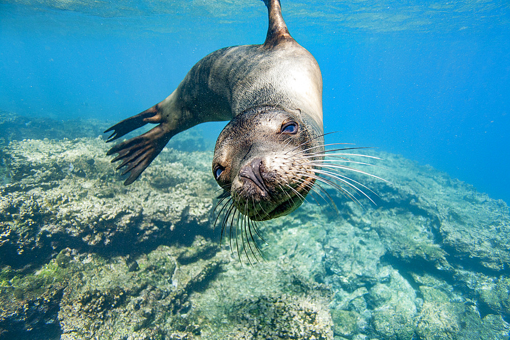 Young Galapagos sea lion (Zalophus wollebaeki) at play underwater in the Galapagos Island Archipelago, UNESCO World Heritage Site, Ecuador, South America