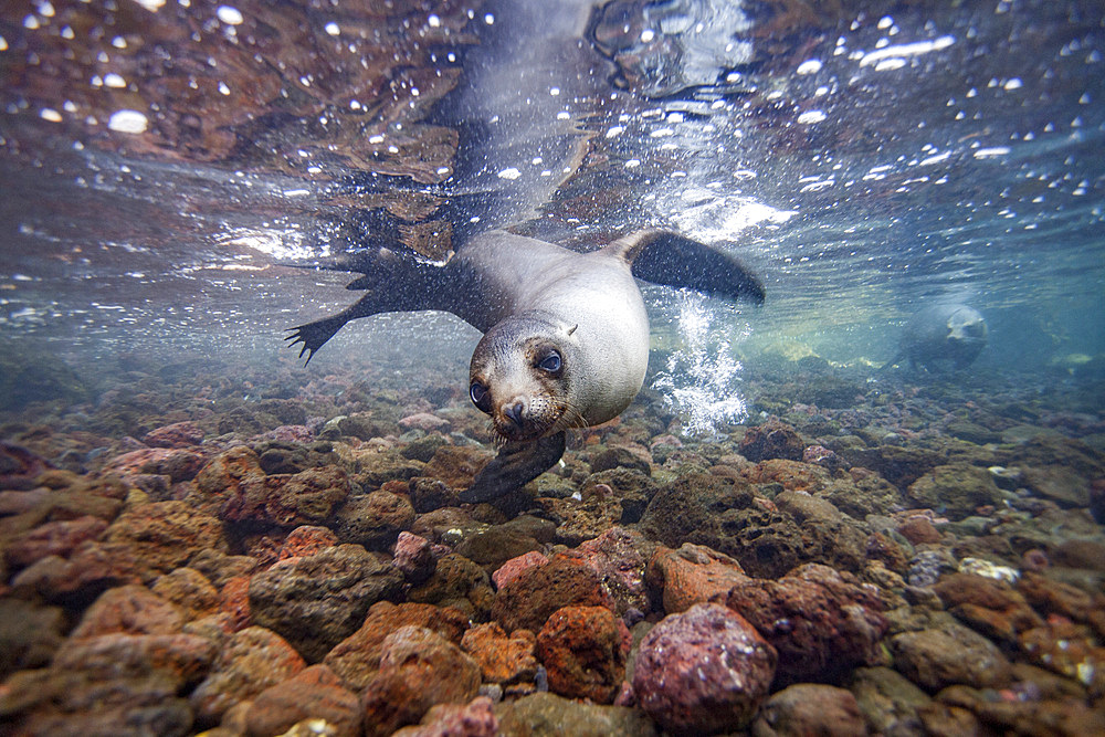 Young Galapagos sea lion (Zalophus wollebaeki) underwater in the Galapagos Island Archipelago, UNESCO World Heritage Site, Ecuador, South America