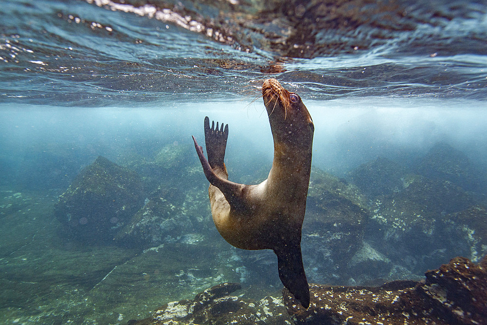 Young Galapagos sea lion (Zalophus wollebaeki) underwater in the Galapagos Island Archipelago, UNESCO World Heritage Site, Ecuador, South America