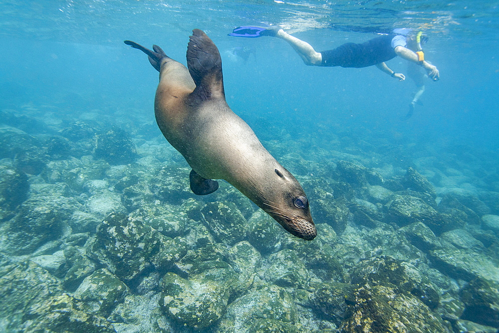 Snorkeler with Galapagos sea lion (Zalophus wollebaeki) underwater in the Galapagos Island Archipelago, UNESCO World Heritage Site, Ecuador, South America