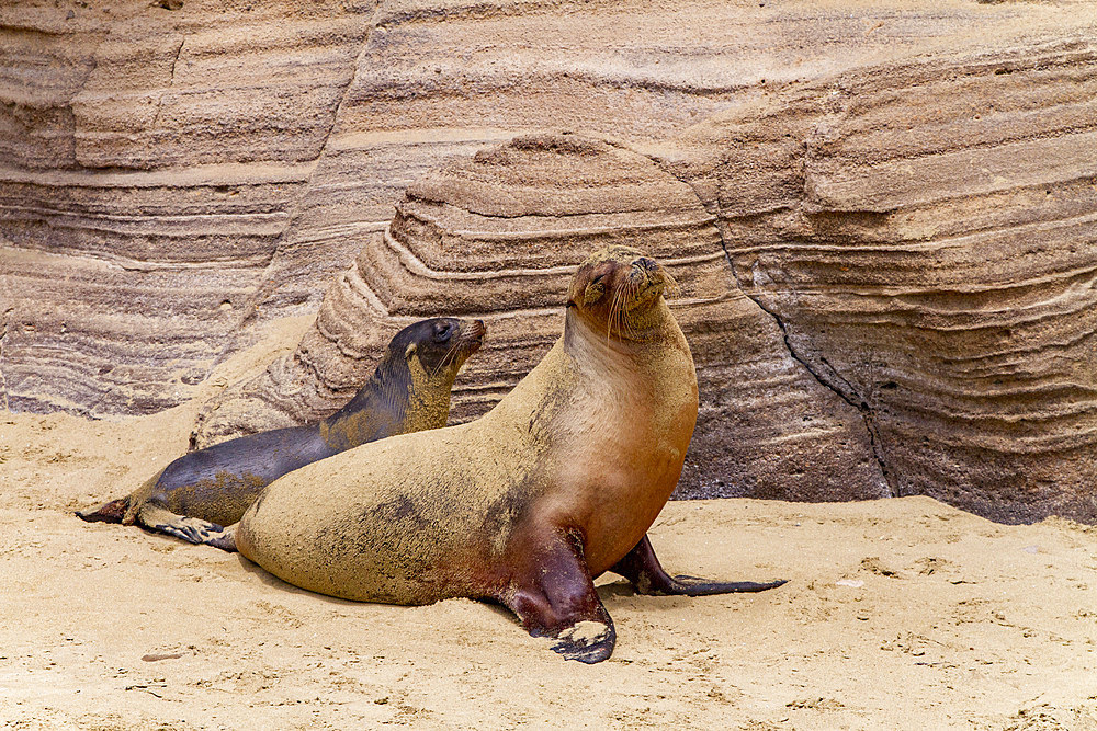 Galapagos sea lion (Zalophus wollebaeki) mother and pup on San Cristobal Island in the Galapagos Islands, UNESCO World Heritage Site, Ecuador, South America