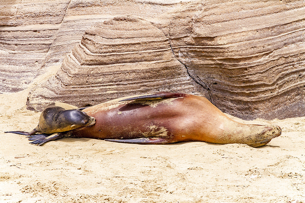 Galapagos sea lion mother nursing pup (Zalophus wollebaeki) in the Galapagos Island Archipelago, UNESCO World Heritage Site, Ecuador, South America