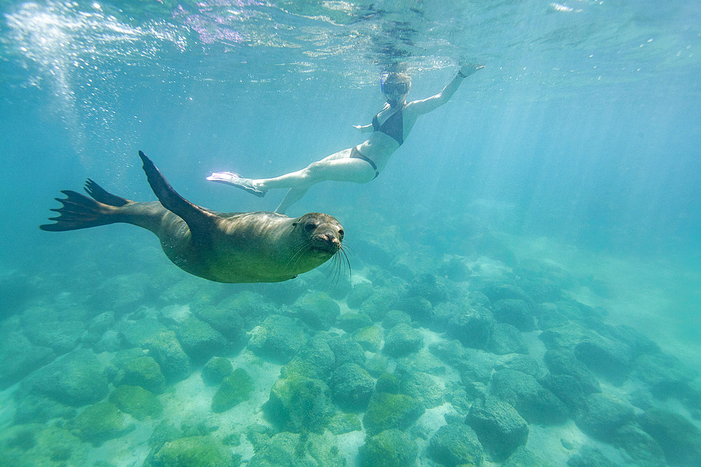 Snorkeler with Galapagos sea lion (Zalophus wollebaeki) underwater in the Galapagos Island Archipelago, UNESCO World Heritage Site, Ecuador, South America