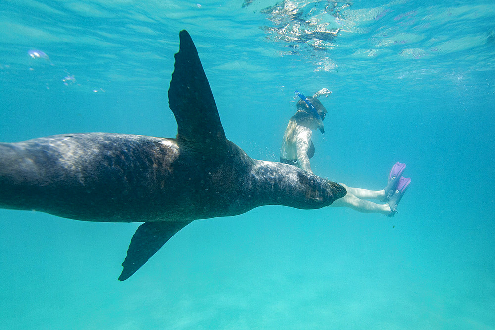 Snorkeler with Galapagos sea lion (Zalophus wollebaeki) underwater in the Galapagos Island Archipelago, UNESCO World Heritage Site, Ecuador, South America