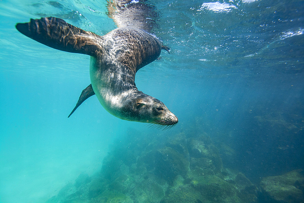 Young Galapagos sea lion (Zalophus wollebaeki) at play underwater in the Galapagos Island Archipelago, UNESCO World Heritage Site, Ecuador, South America