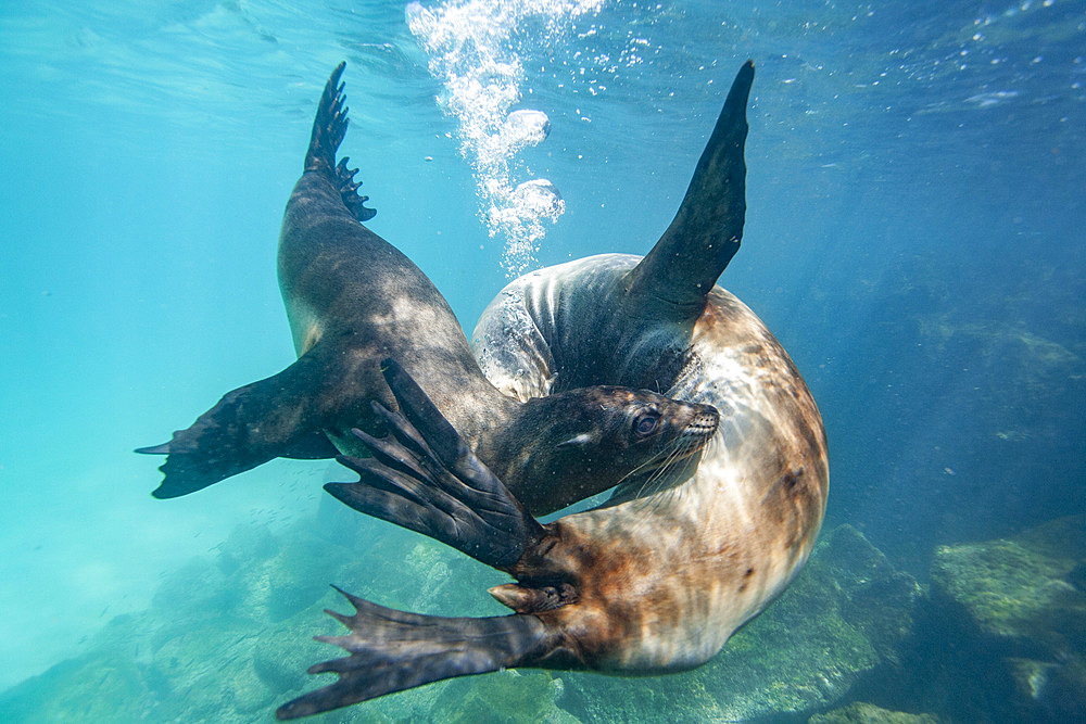 Young Galapagos sea lions (Zalophus wollebaeki) at play underwater in the Galapagos Island Archipelago, UNESCO World Heritage Site, Ecuador, South America