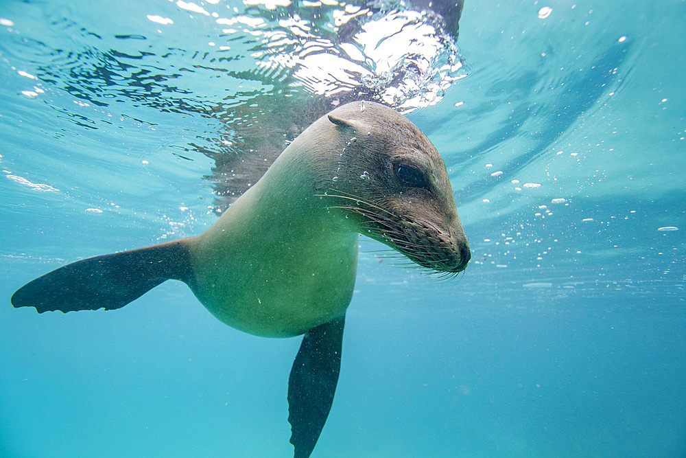 Young Galapagos sea lion (Zalophus wollebaeki) at play underwater in the Galapagos Island Archipelago, UNESCO World Heritage Site, Ecuador, South America