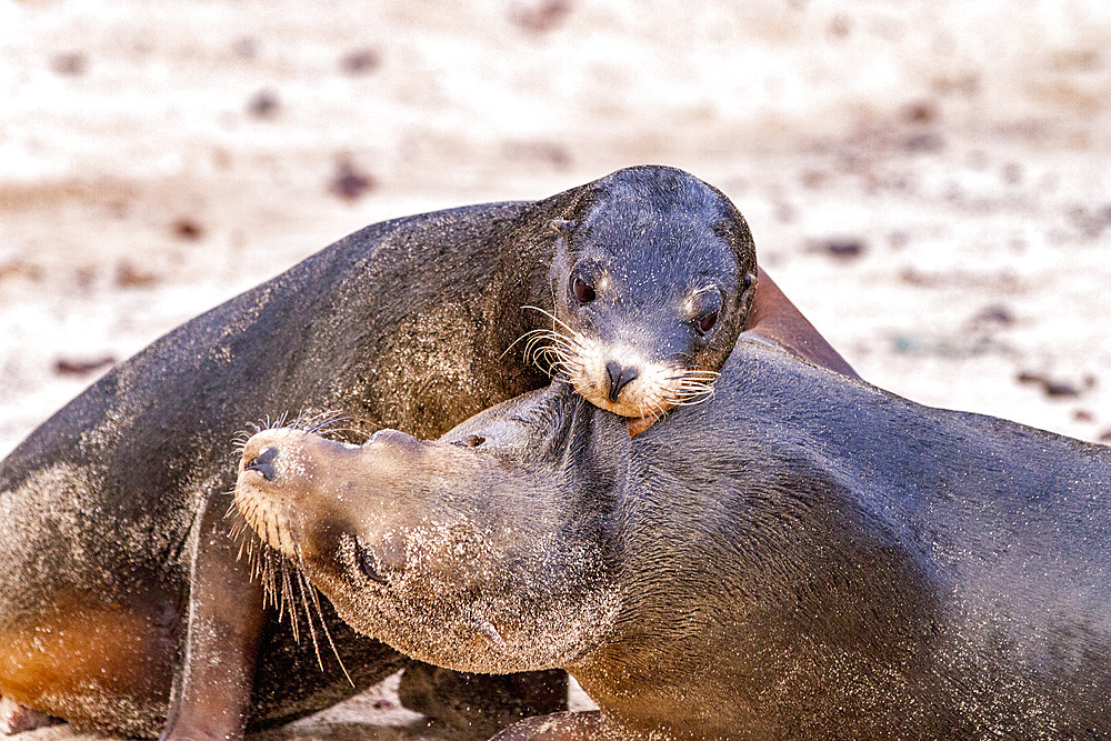 Young Galapagos sea lion bulls (Zalophus wollebaeki) mock-fighting in the Galapagos Islands, UNESCO World Heritage Site, Ecuador, South America