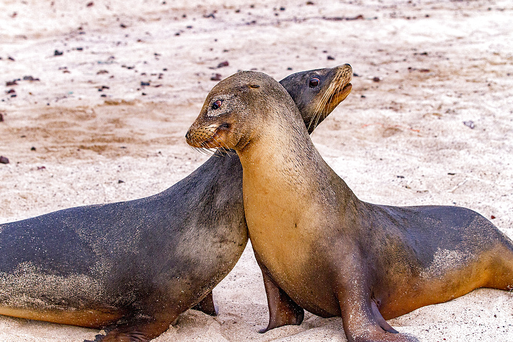 Young Galapagos sea lion bulls (Zalophus wollebaeki) mock-fighting in the Galapagos Islands, UNESCO World Heritage Site, Ecuador, South America