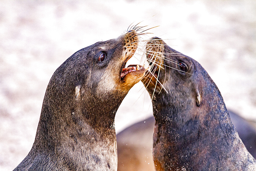 Young Galapagos sea lion bulls (Zalophus wollebaeki) mock-fighting in the Galapagos Islands, UNESCO World Heritage Site, Ecuador, South America