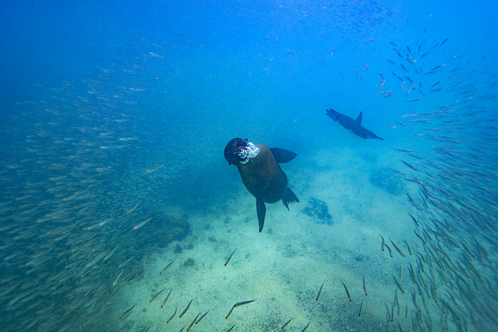 Galapagos sea lion pup (Zalophus wollebaeki) underwater with Galapagos penguin in the Galapagos Islands, UNESCO World Heritage Site, Ecuador, South America