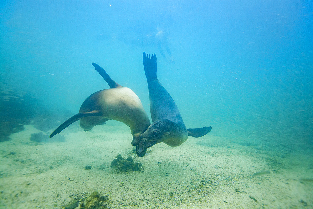 Young Galapagos sea lions (Zalophus wollebaeki) at play underwater in the Galapagos Island Archipelago, UNESCO World Heritage Site, Ecuador, South America