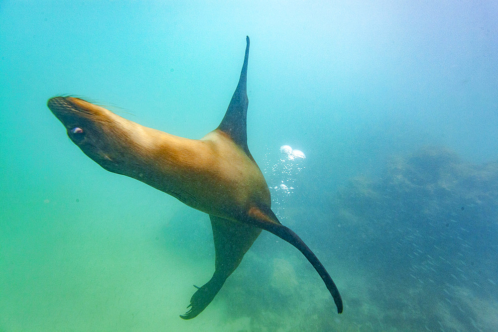 Young Galapagos sea lion (Zalophus wollebaeki) at play underwater in the Galapagos Island Archipelago, UNESCO World Heritage Site, Ecuador, South America