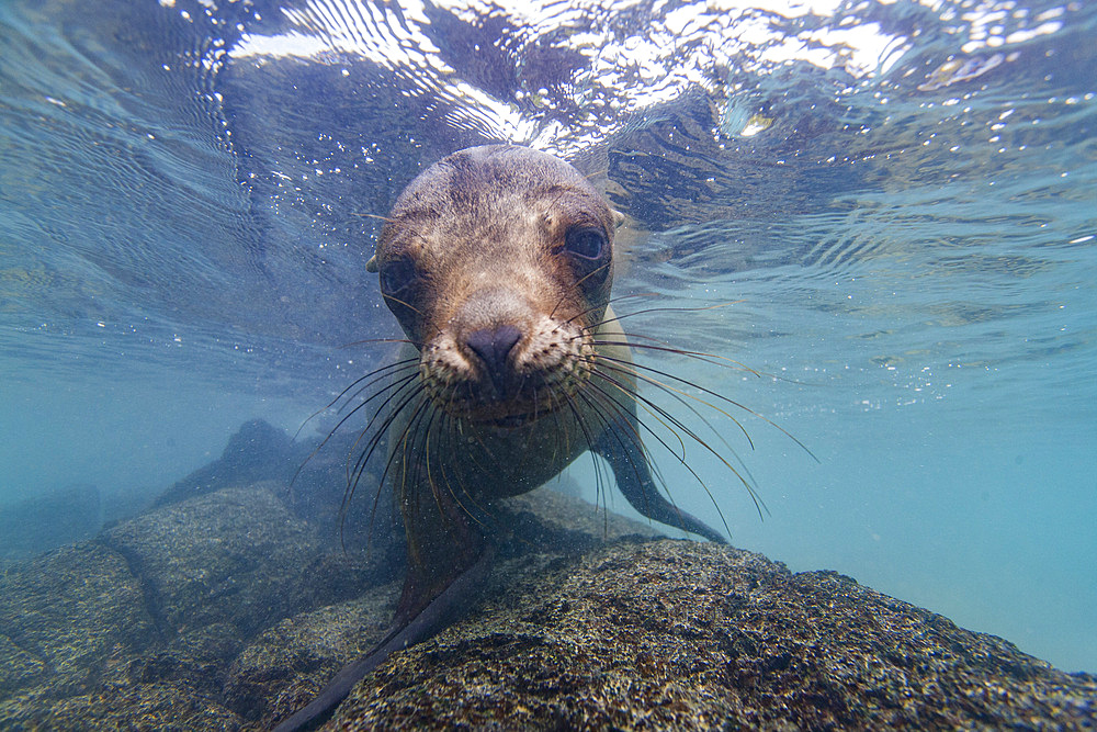 Young Galapagos sea lion (Zalophus wollebaeki) at play underwater in the Galapagos Island Archipelago, Ecuador.